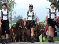Viehscheid Einzug in Haslach